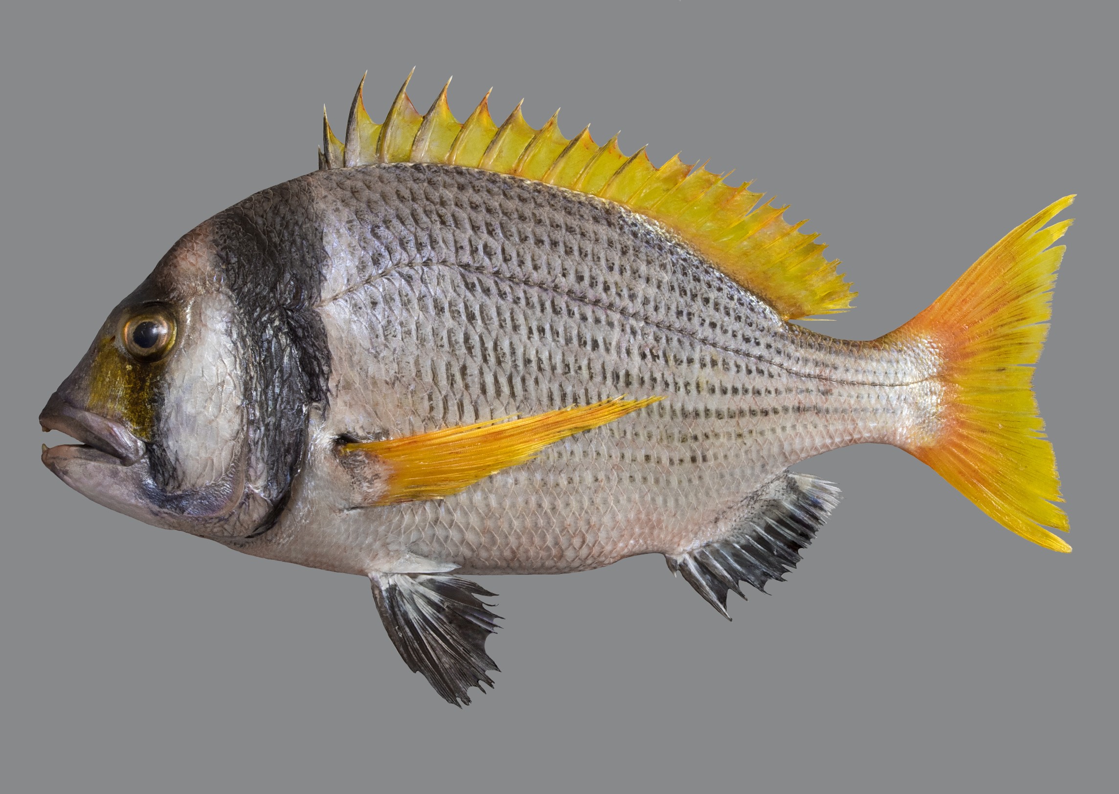 Acanthopagrus bifasciatus, 29.5 cm SL, Qatar; S.V. Bogorodsky